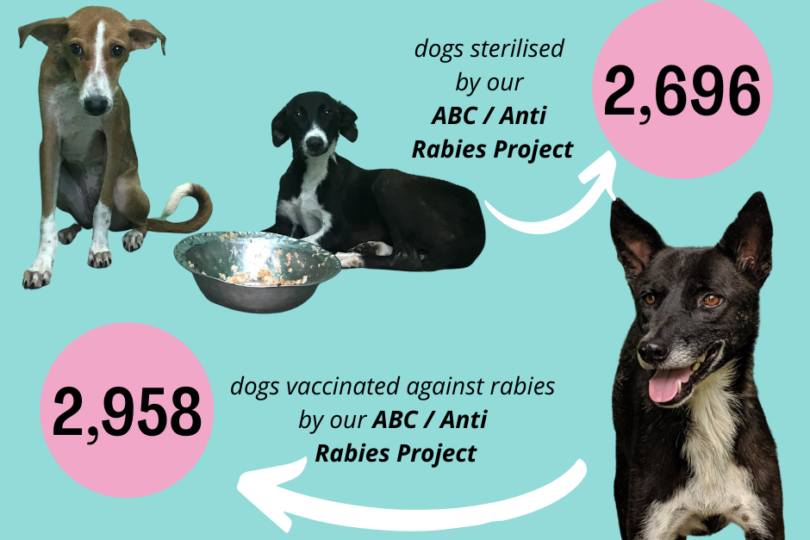 A graphic with a turquoise background and 2 large pink circles with numbers in them. There are 3 dogs of varying descriptions. The graphic is about the number of dogs that have had ABC and rabies vaccinations.