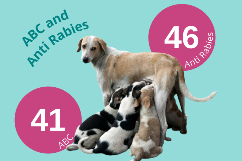 A golden coloured dog is standing looking back at the camera, nursing numerous puppies who sit beneath her. ABC & AR is written along with 2 pink circles – one 41 ABC and the other 46 anti - rabies