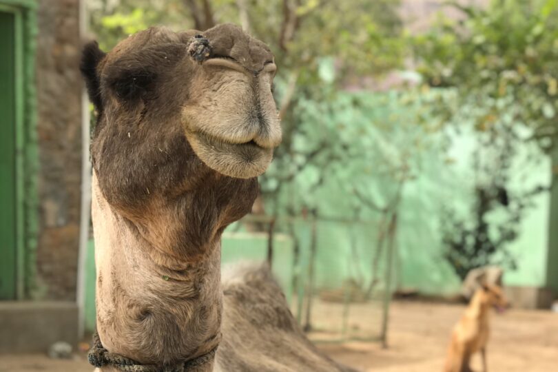 A light brown camel is looking very regal and staring into the camera slightly from the side. He has a rope on his neck and there is a dog blurred in the background.