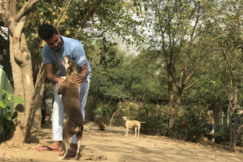 An Indian male team member in blue TOLFA uniform playing with brown shelter dog Merlin who is jumping up at him. They are outside under the trees with other shelter dogs nearby