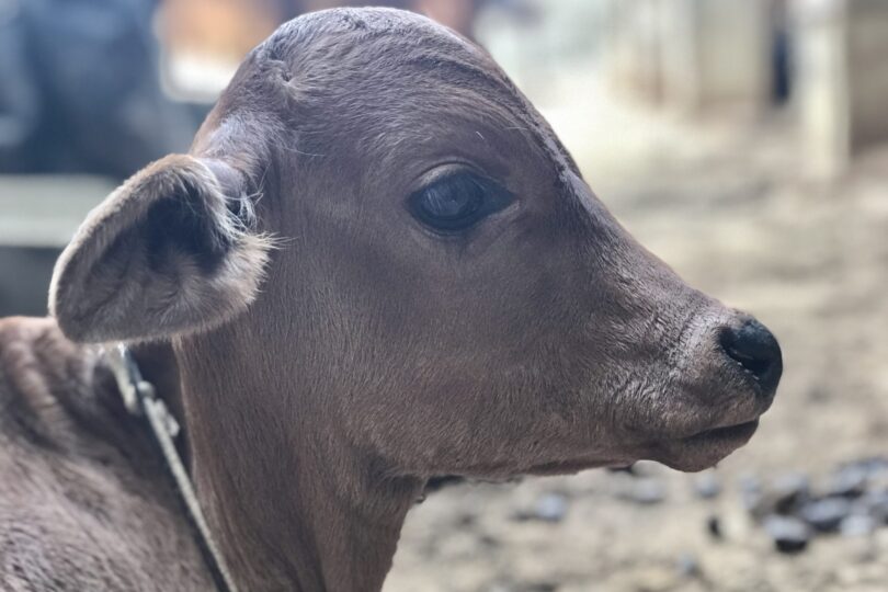 A small brown calf is facing to the right hand side. Only one eye and one ear is visible. He is wearing a thin blue rope with a single bell on it)