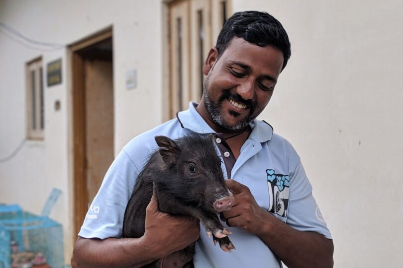 An Indian male team member in blue TOLFA uniform is smiling at the black piglet he is holding.