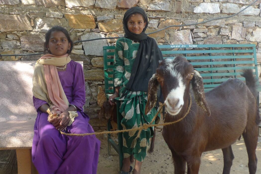 A little girl wearing a purple salwar with beige scarf is holding on to a big brown and white goat that is looking straight into the camera. Behind a girl wearing a green salwar with a black scarf is sitting on a green bench.