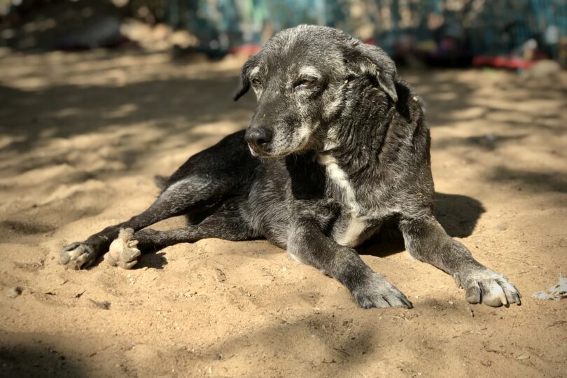 A big black dog with lots of distinguished grey hairs is sitting peacefully in the sunlight on golden sand