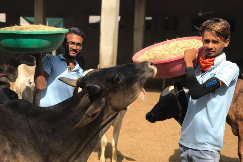 Two TOLFA staff are carrying big tubs – one orange and one green of cattle feed. A black cow is trying to get food out of one of the tubs.