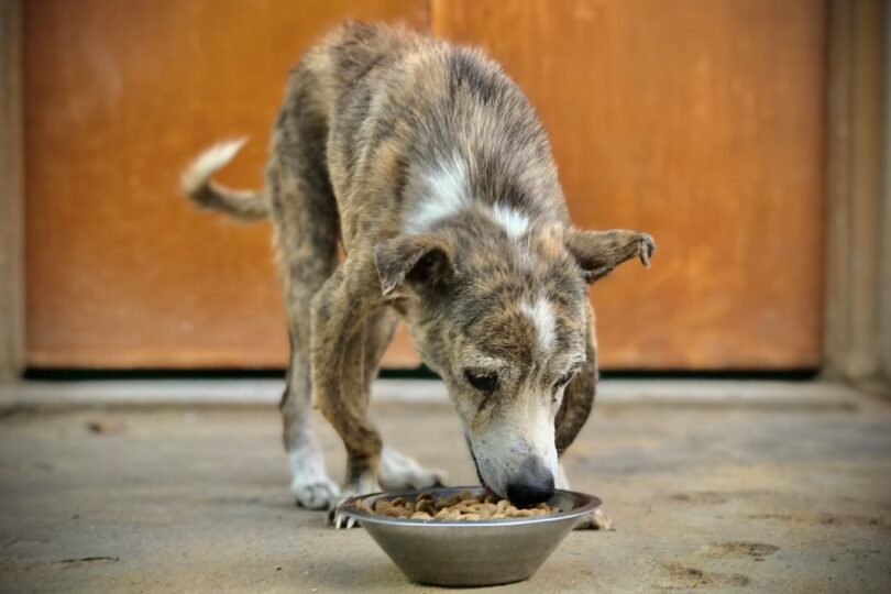 A small brindle and white dog with rickets is eating Pedigree from a silver bowl. There is a dark orange door in the background.