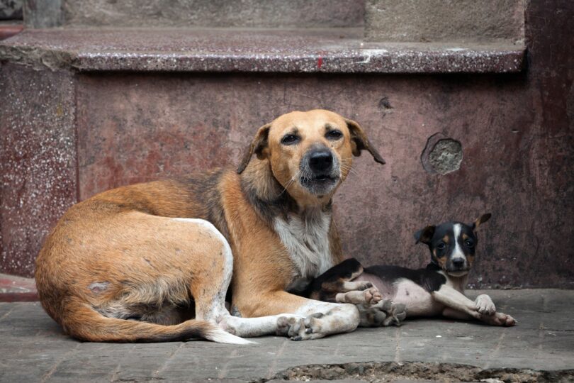 A tan dog with white chest and legs is sitting with her cute black, white and tan pup. Both are looking at the camera and they are sitting against a dusky pink wall.