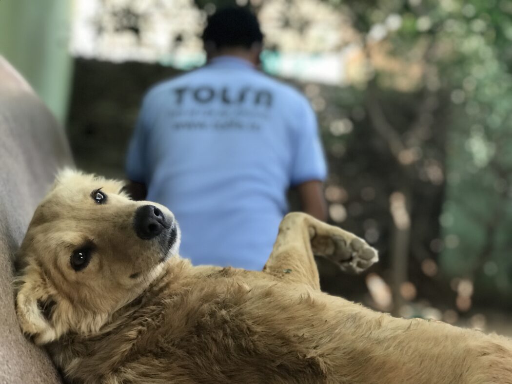 A fawn fluffy dog is lying on her back looking at the camera with one leg in the air. There is a TOLFA staff sitting in the background with their back to the camera. You can see a blurred TOLFA written .